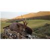 Image 1 : #SLA-103 Roe Deer Hunt, Spain