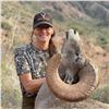 Image 2 : TH-32 Desert Sheep (Mexicana) Hunt, Tiburon Island, Mexico