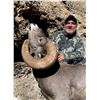 Image 5 : TH-32 Desert Sheep (Mexicana) Hunt, Tiburon Island, Mexico