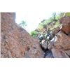 Image 8 : TH-32 Desert Sheep (Mexicana) Hunt, Tiburon Island, Mexico