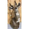 Image 1 : AFRICAN IMPALA MOUNT - APPROX 26 " - 