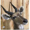 Image 2 : AFRICAN IMPALA MOUNT - APPROX 26 " - 