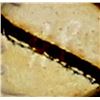 Image 9 : Zuni Travertine Elephant Fetish by Hiram Peynetsa