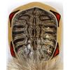 Image 2 : Native American Shell Rattle w/ Antler Handle