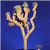 Image 2 : Robert Sheer "Joshua Tree" Limited Edition Photo