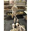 Image 2 : 3 White bleached skeletons & two folding cots from the popular sci-fi tv series  from the popular sc