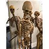Image 2 : Group of 6 skeletons w/ stands from the popular sci-fi tv series (some limbs may be missing)