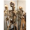 Image 2 : Group of 6 skeletons w/ stands from the popular sci-fi tv series (some limbs may be missing)