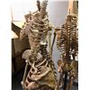 Image 2 : Group of 6 headless skeletons on stands from the popular sci-fi tv series (some limbs may be missing
