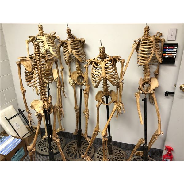 Group of 5 headless skeletons on stands from the popular sci-fi tv series (some limbs may be missing