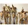 Image 2 : Group of 5 headless skeletons on stands from the popular sci-fi tv series (some limbs may be missing