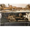 Image 2 : Group of 4 headless skeletons & 1 folding cot from the popular sci-fi tv series (some limbs may be m