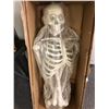 Image 1 : Bucky human skeleton 4th quality from the popular sci-fi tv series (new in box)