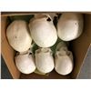 Image 1 : Box of 12 high quality human skull props from the popular sci-fi tv series