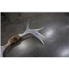 Image 2 : MOOSE ANTLERS - APPROX 28 INCHES WIDE