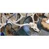 Image 2 : Two mounted animal horns - 2 foot wide and 16 inches wide