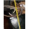 Image 8 : Two mounted animal horns - 2 foot wide and 16 inches wide