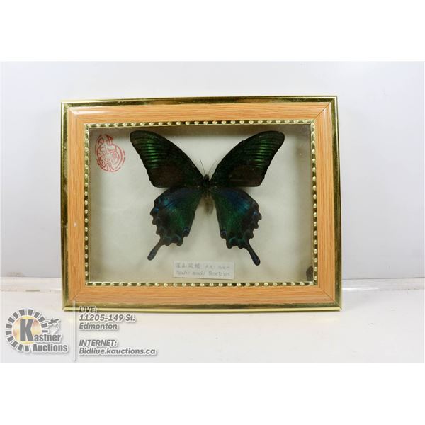 PAPILIO MAACKI MOUNTED BUTTERFLY SPECIMEN