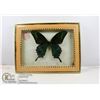 Image 1 : PAPILIO MAACKI MOUNTED BUTTERFLY SPECIMEN