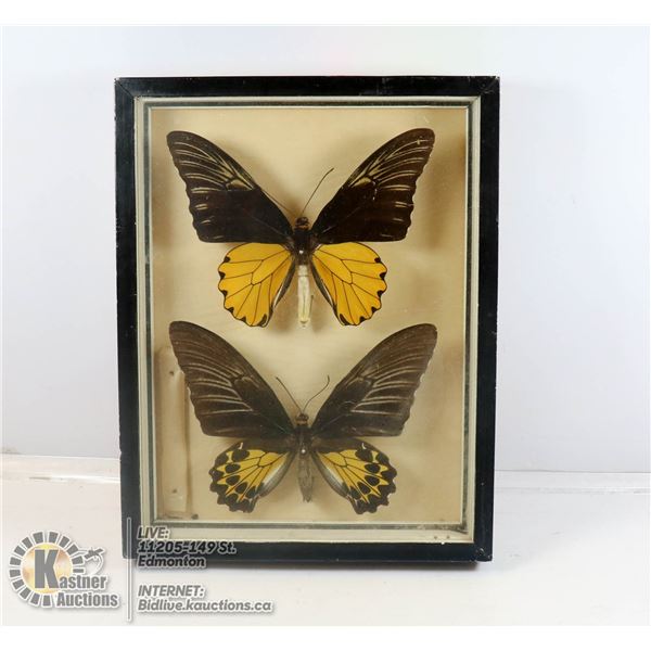 PAIR OF MOUNTED BUTTERFLY SPECIMENS