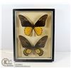 Image 1 : PAIR OF MOUNTED BUTTERFLY SPECIMENS