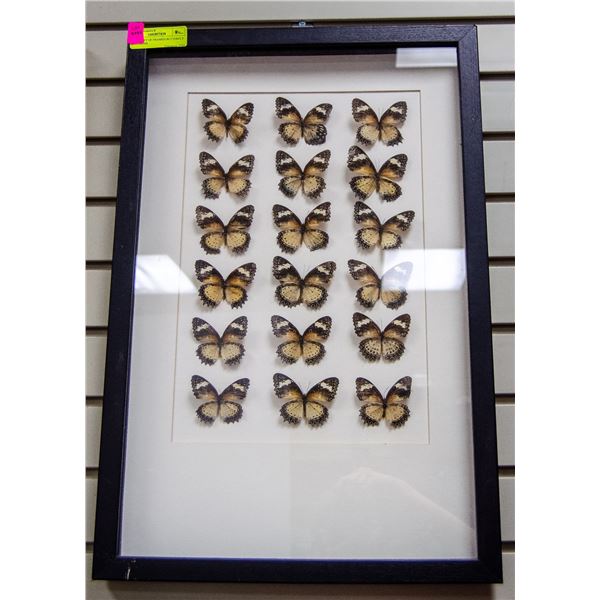 LARGE SET OF FRAMED BUTTERFLY SPECIMENS