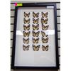 Image 1 : LARGE SET OF FRAMED BUTTERFLY SPECIMENS