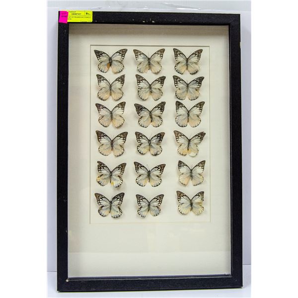 LARGE SET OF FRAMED BUTTERFLY SPECIMENS