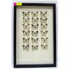 Image 1 : LARGE SET OF FRAMED BUTTERFLY SPECIMENS