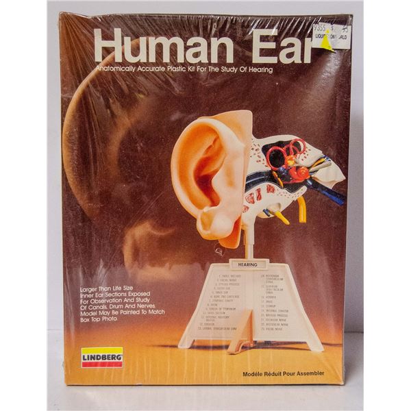 LINDBURG HUMAN EAR MODEL KIT