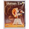 Image 1 : LINDBURG HUMAN EAR MODEL KIT