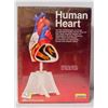 Image 1 : LINDBURG HUMAN HEART MODEL KIT