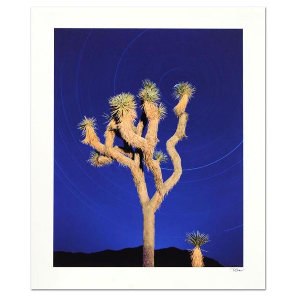 Joshua Tree by Sheer, Robert