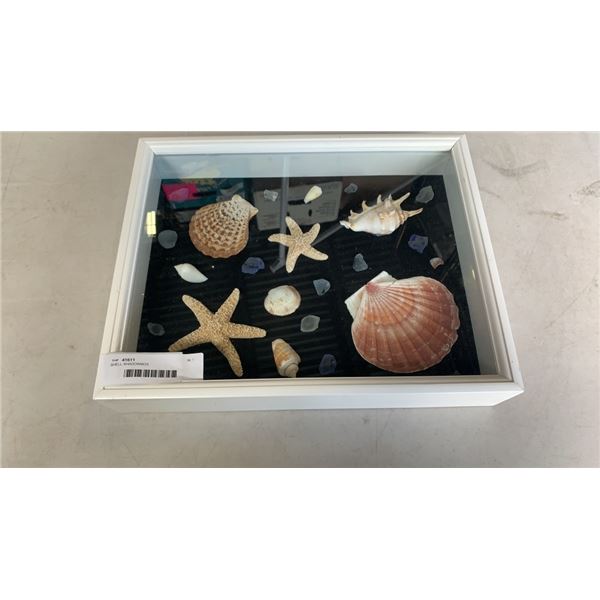 SHELL SHADOWBOX