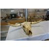 Image 1 : Bull skull with horns
