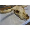 Image 2 : Bull skull with horns