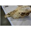Image 2 : Bull skull with horns