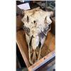 Image 2 : Zinfandel wood crate and bull skull with horns