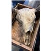 Image 2 : Zinfandel wood crate and bull skull with horns