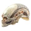 Image 1 : Lot # 15: ALIEN RESURRECTION (1997) - Newborn Hybrid Stand-In Head
