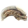 Image 2 : Lot # 15: ALIEN RESURRECTION (1997) - Newborn Hybrid Stand-In Head