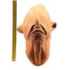 Image 9 : Lot # 316: STAR WARS - EP VI - RETURN OF THE JEDI (1983) - Admiral Ackbar Prototype Mask