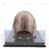 Image 8 : Lot # 358: STARSHIP TROOPERS (1997) - Brain Bug Maquette