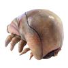 Image 1 : Lot # 1240: STARSHIP TROOPERS (1997) - Brain Bug Paint Test