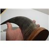 Image 3 : CARVED EAGLE HORN CARVING