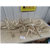 Image 1 : Approx 16 Deer Horn Sheds