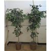 Image 1 : Qty 2 Artificial Trees in Straw Pots 74"H