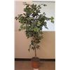 Image 1 : Artificial Tree in Straw Pot
