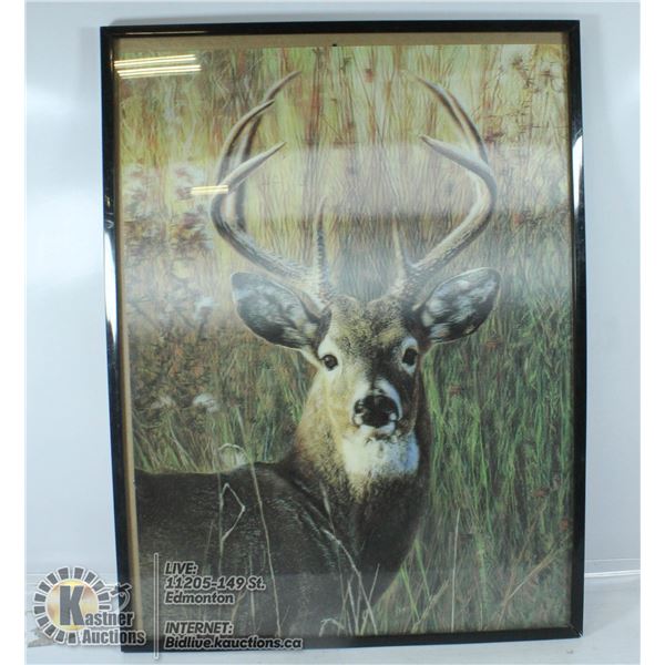 3D BUCK DEER FRAMED