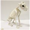 Image 1 : SKELETON DOG